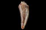 Fossil Phytosaur (Machaeroprosopus) Tooth - New Mexico #133289-1